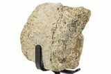 Fossil Hadrosaur Vertebra Section w/ Metal Stand - South Dakota #339905-1